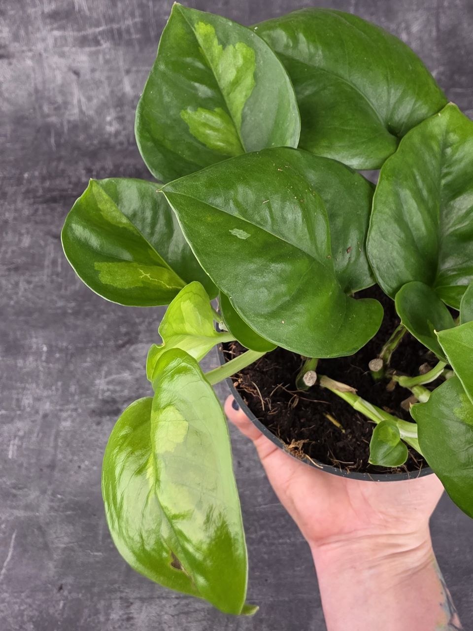 Epipremnum Global Green 12 cm